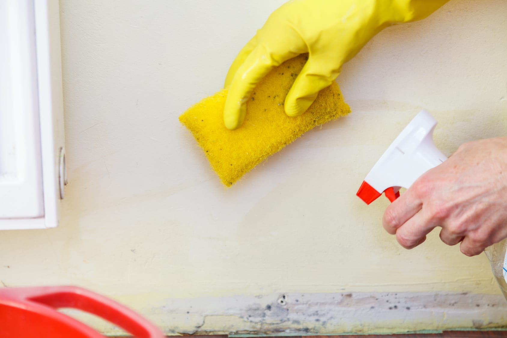 What To Do After Mold Remediation